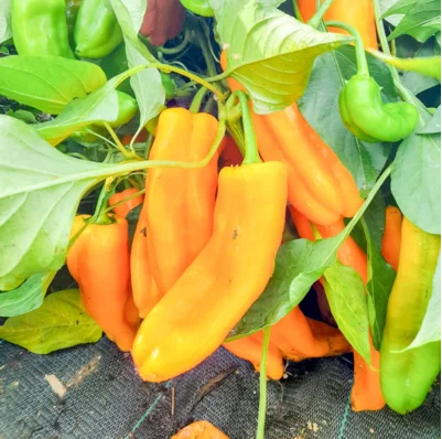 Paprika Ramiro Orange, Паприка оранжевая